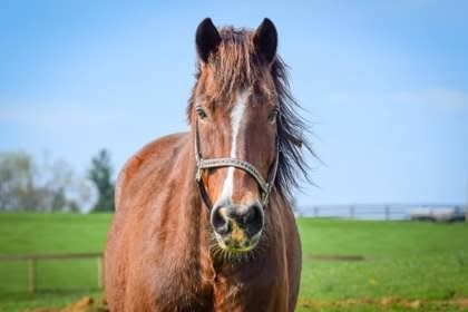 Consider adopting these horses with the Kentucky Humane Society.