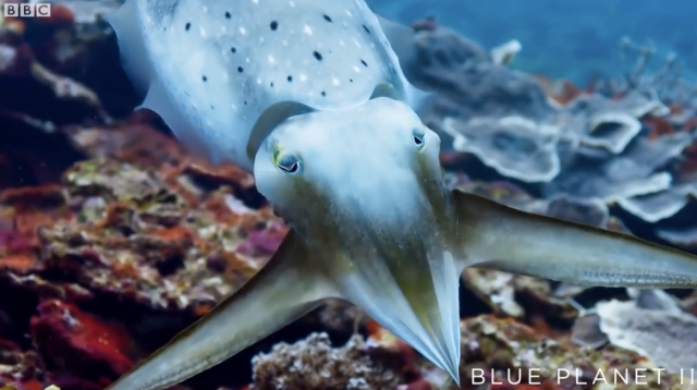 Giant CuttleFish Seeks Revenge! - Fish Feed Grow