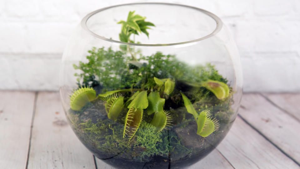 How to make a terrarium: Round, fish bowl vase terrarium filled with soil, moss and Venus flytrap plants