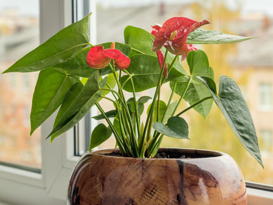 red anthurium flowers