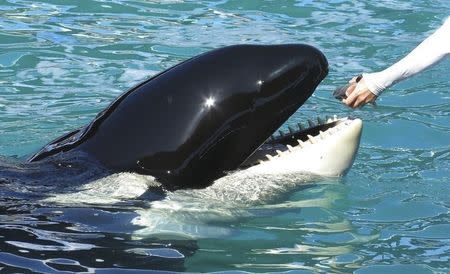 Lolita the Killer Whale is fed a fish by a trainer during a show at the Miami Seaquarium in Miami January 21, 2015. REUTERS/Andrew Innerarity