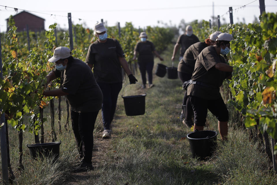 Trabajadores recolectan uvas Petit Verdot en el viñedo de Casale del Giglio, en Latina, cerca de Roma, el miércoles 16 de septiembre de 2020. (AP Foto/Alessandra Tarantino)