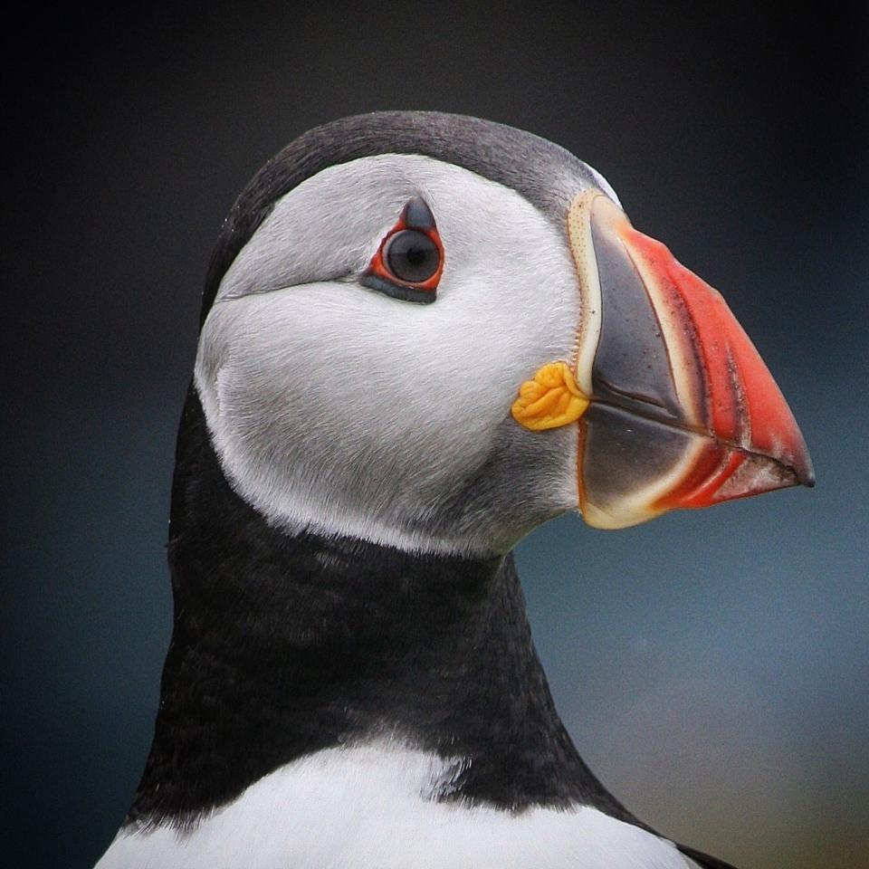 'Puffin Close Up' by @hb_photography (UK)