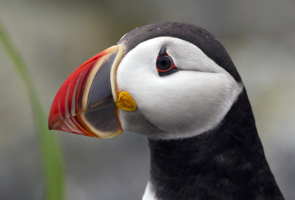 In this July 1, 2013, photo, a puffin looks around after emerging from its burrow on Eastern Egg Rock off the Maine coast. Forty years ago biologists launched a re colonization effort called the Puffin Project by transplanting puffin chicks from Newfoundland to man-made burrows on the island. (AP Photo/Robert F. Bukaty)