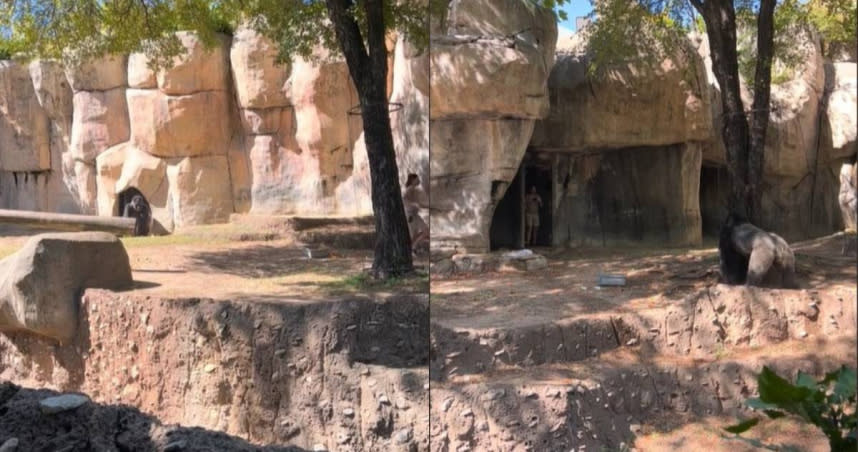 美國德州（Texas）沃斯堡動物園（Fort Worth Zoo）一隻銀背大猩猩（Silverback Gorilla）Elmo突然朝飼養員的方向狂奔，所幸最後並無大礙。（圖／TikTok／@ben306069）