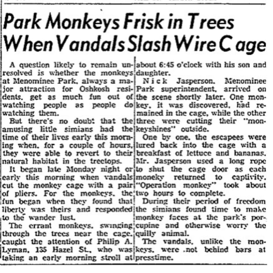 An Oshkosh Daily Northwestern article from Aug. 19, 1952, reporting on the escape of three of the four Menominee Park monkeys after their cage was cut by vandals. The monkeys were returned to their cage within a few hours.