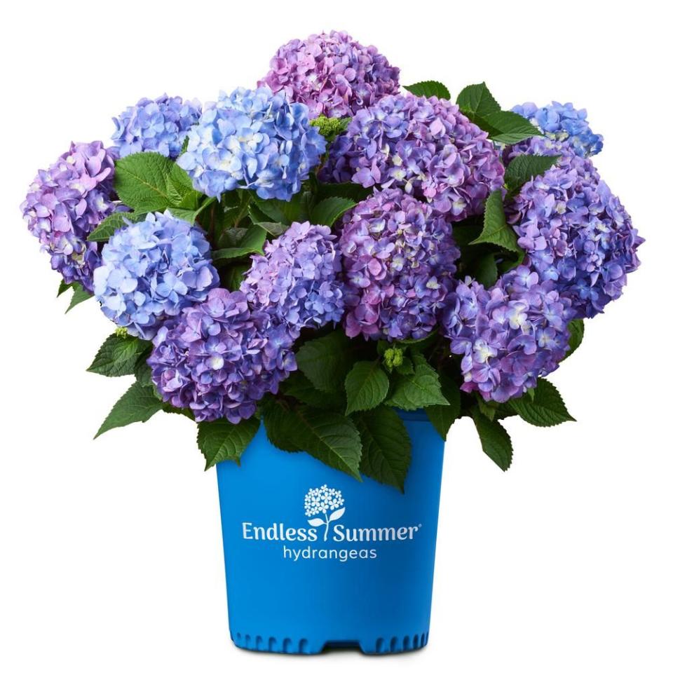 2 Gal. Bloom Struck Hydrangea Plant with Pink and Purple Flowers