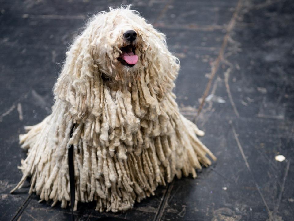 Hungarian Puli