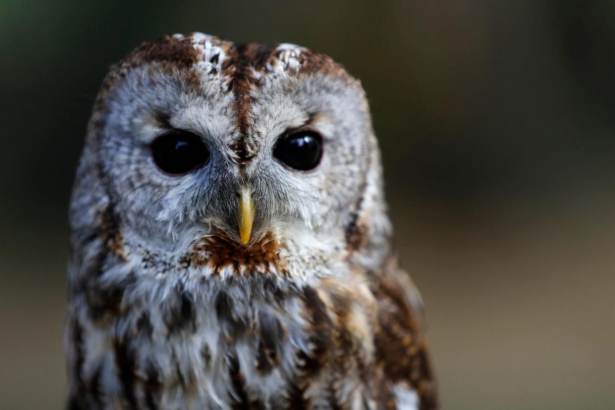 A tawny owl in Usedom, Germany in 2019.