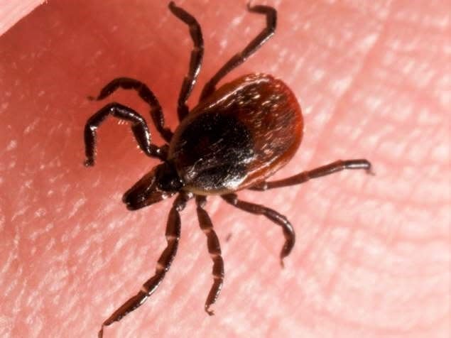 Ticks love to collect in wet leaves, so make sure to clear away any piles in your yard.