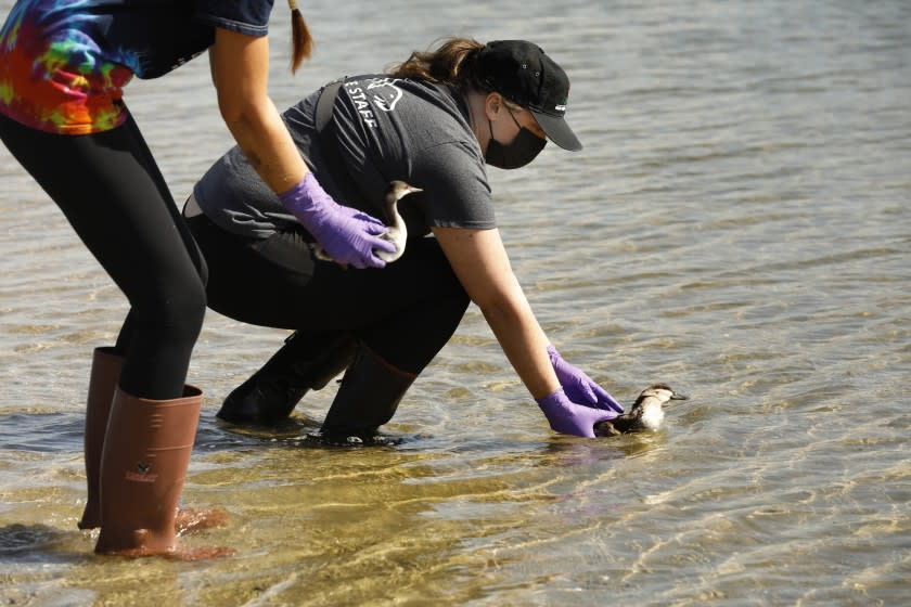 Huntington Harbor, California-Oct 13, 2021-Sam Christie, (right) of UC Davis Oiled Wildlife Care Network releases a ruddy duck, and Kylie Clatterbuck, (left) of International Bird Rescue releases an eared grebe, into Huntington Harbor. The two birds were picked up during the recent oil spill off of Huntington Beach shores and rehabilitated. (Carolyn Cole / Los Angeles Times)