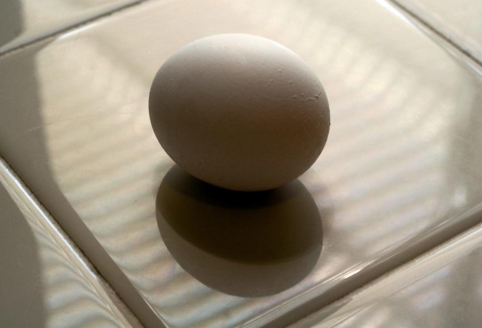 An egg is illuminated by window light on a kitchen counter, May 5, 2015.