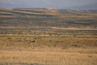 Native species such as swift foxes and black-footed ferrets disappeared from the Fort Belknap Indian Reservation generations ago, wiped out by poisoning campaigns, disease and farm plows that turned open prairie where nomadic tribes once roamed into cropland and cattle pastures. Now with guidance from elders and outside wildlife groups, students from the tribal college are helping reintroduce the small predators to the northern Montana reservation sprawling across more than 1,000 square miles (2,600 square kilometers) near the U.S.-Canada border. (AP Photo/Matthew Brown)