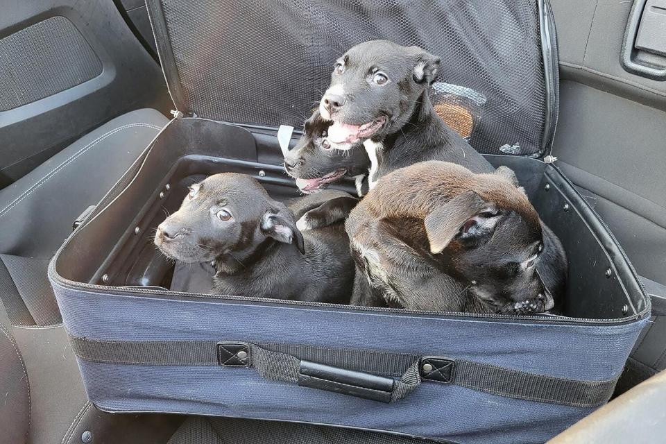 Four Puppies Found on Side of Road in a Suitcase Saved by “Good Samaritans”