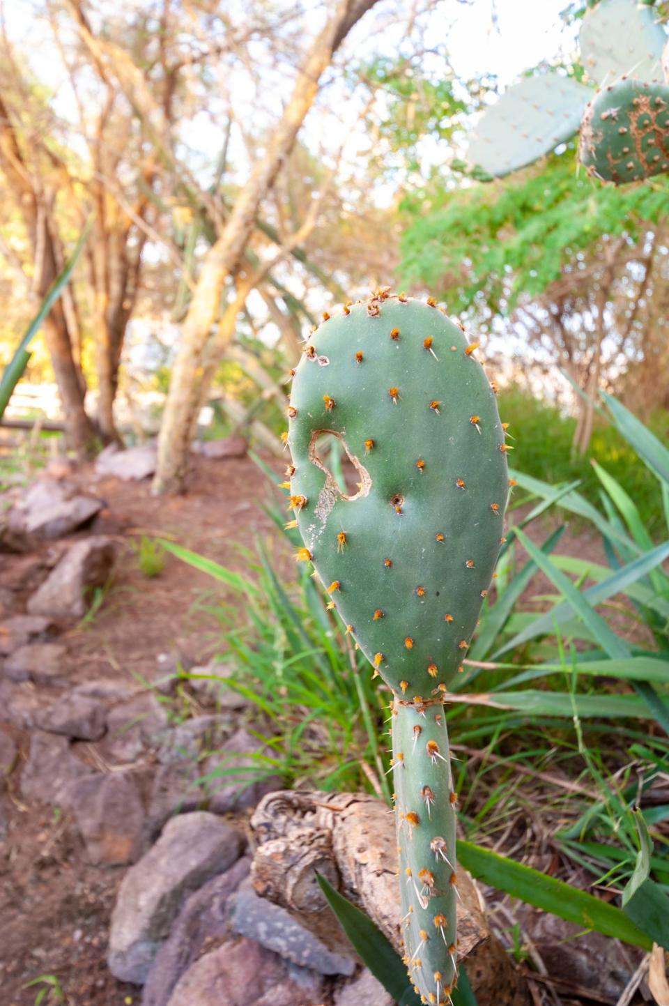 45 biosphere two oracle arizona desert mars colony experiment dave mosher business insider 105