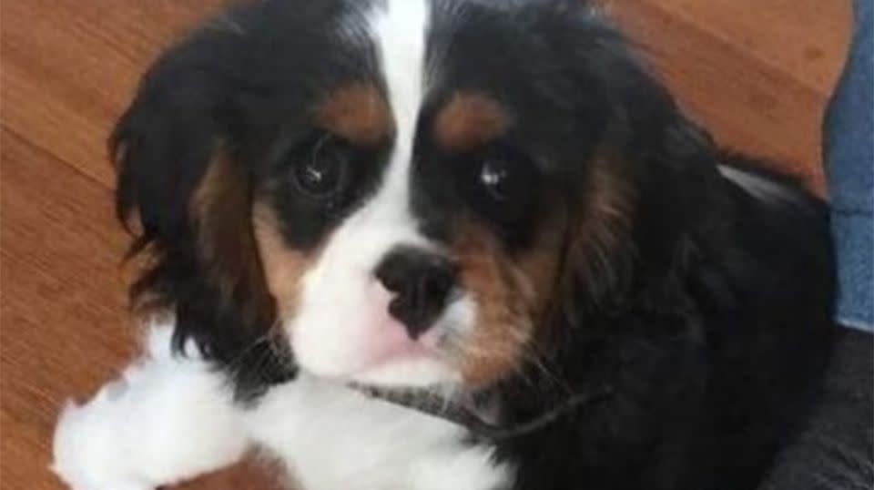 Tallow, the seven-month-old King Charles Cavalier, has not been since she was taken from the Heidelberg Heights sometime on Saturday morning. Source: Victoria Police