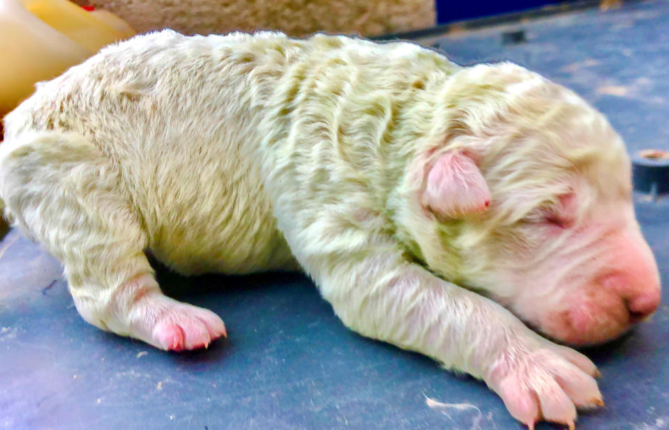 Pistachio, a puppy who was born with green fur, is seen on the day he was born on a farm on the island of Sardinia, in Pattada, Italy, October 9, 2020. Picture taken October 9, 2020. Cristian Mallocci/Handout via REUTERS THIS IMAGE HAS BEEN SUPPLIED BY A THIRD PARTY. MANDATORY CREDIT.