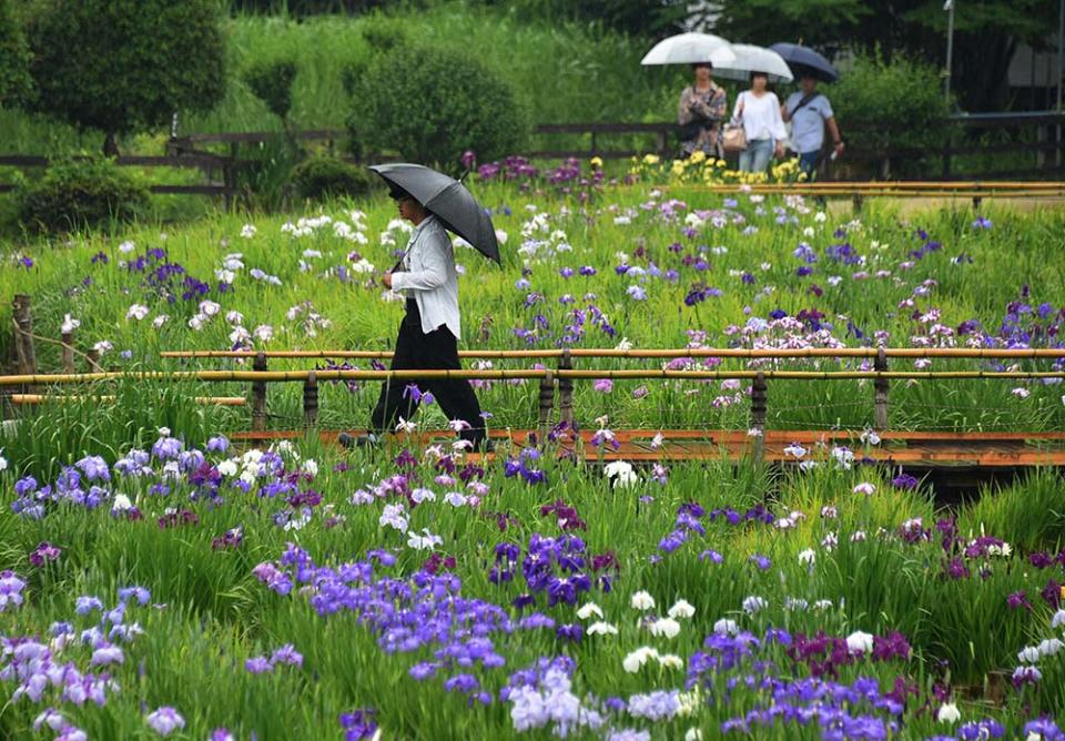 北山公園（Photo by KATSUMI KASAHARA/Gamma-Rapho, Image Source : Getty Editorial）