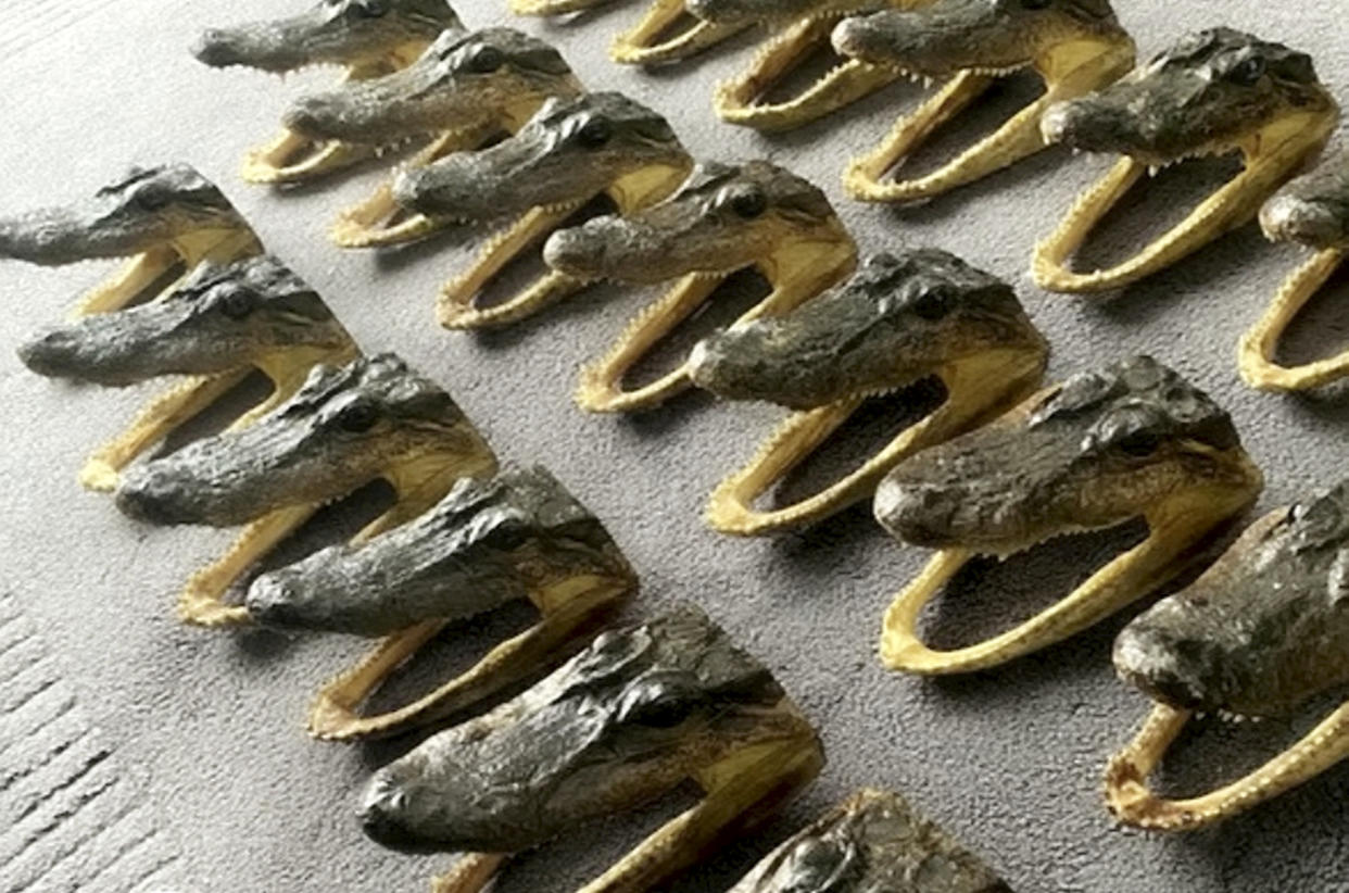 Police have seized 80 alligator heads from a house in Perry Barr, Birmingham, this morning, February 25, 2021, after receiving information that the heads were being imported from abroad illegally and sold on through eBay to buyers all around the world at a large profit to the seller.  See SWNS story SWMDcroc.