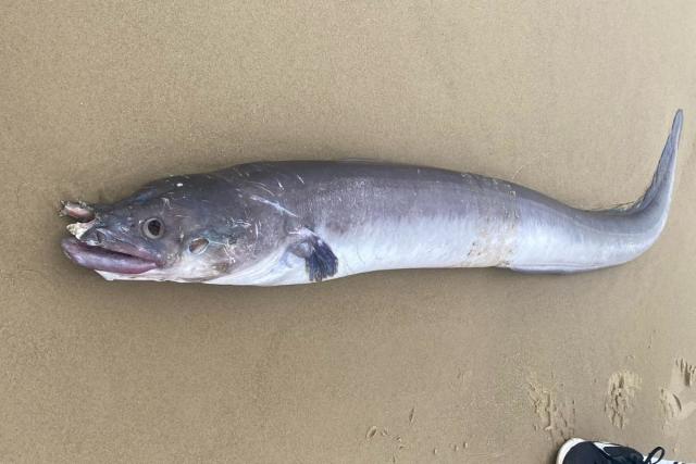 World's largest type of eel' washes up dead on Sandbanks beach