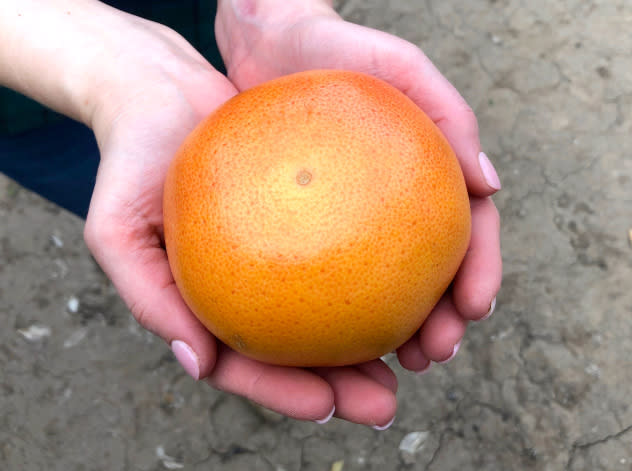 Texas grapefruit