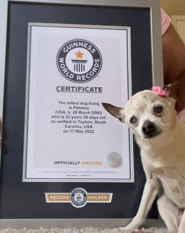 Every dog has her day. Today is Pebbles'. (Photo: Guinness World Records)