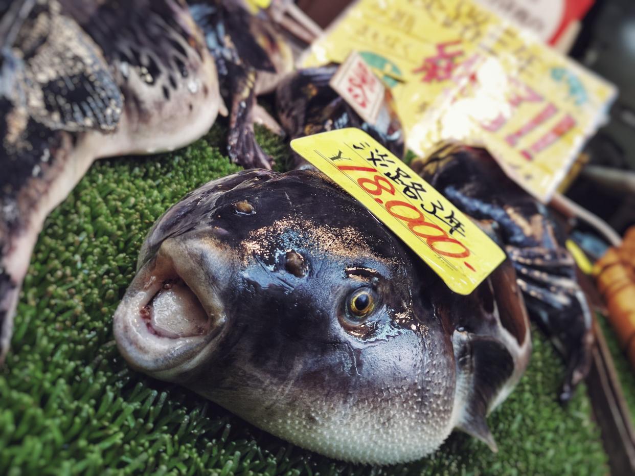 Fugu Fish