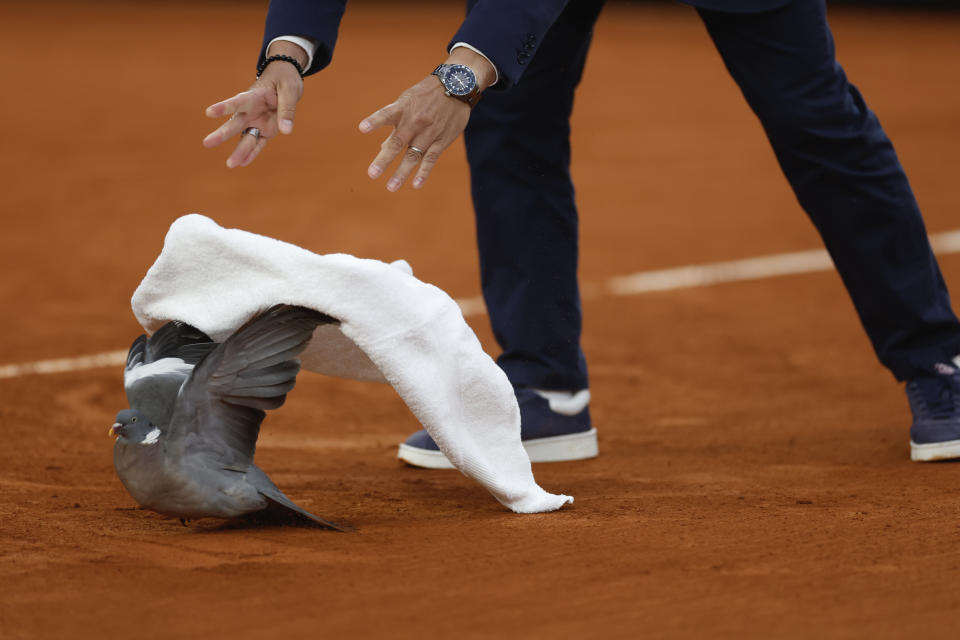 El juez de silla Damien Dumusois atrapa una paloma que acabó en la pista durante el partido entre Tomas Machac y Daniil Medvedev en la tercera ronda del Abierto de Francia, el sábado 1 de junio de 2024. (AP Foto/Jean-Francois Badias)