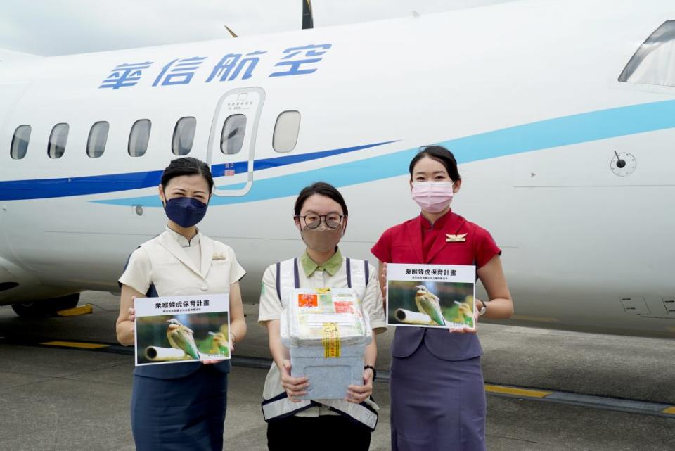 華信航空與台北市立動物園合作，推動栗喉蜂虎保育計畫。（華信航空提供）