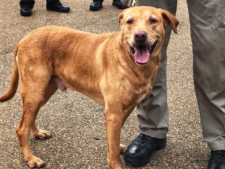 Ringo war fast ein Jahrzehnt lang als Drogenspürhund aktiv. (Bild: Facebook/Jackson Police Department)