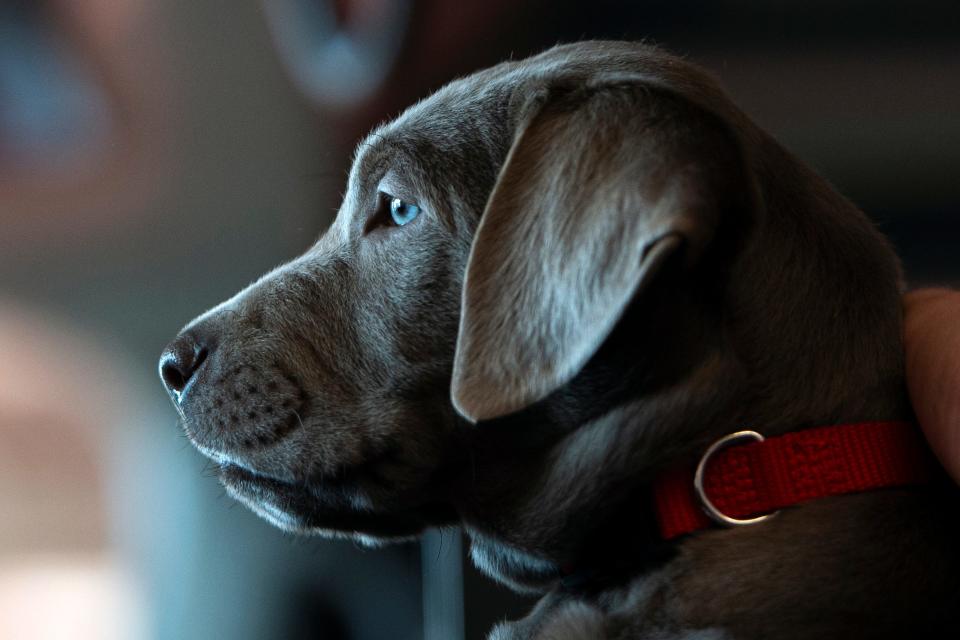 Louie, a 9-week-old silver Lab, looks out the front doors of the fire station toward East Central Street, while visiting the Natick Fire Headquarters, Jan. 5, 2024. Louie is the department’s comfort dog.