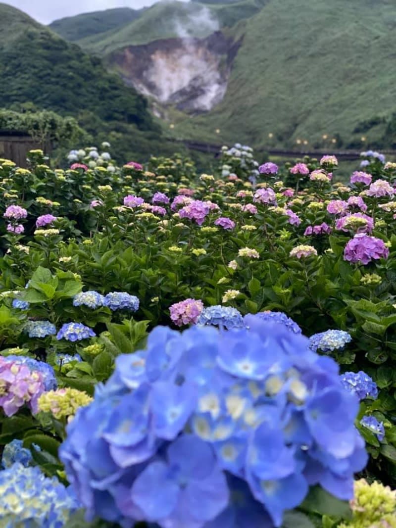 進入五月後，花谷海芋園的繡球花也爭相盛放。