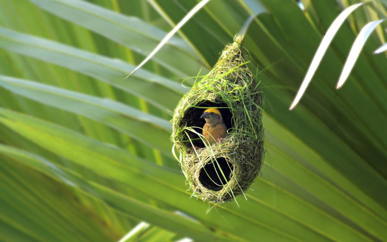 Male weaver birds build intricate nests beside the Nile - © 2011 Tanvir Shafi