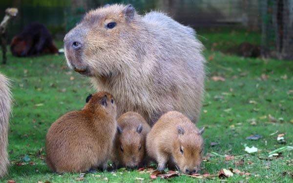 East Sussex zookeepers 'over the moon' as zoo welcomes capybara triplets