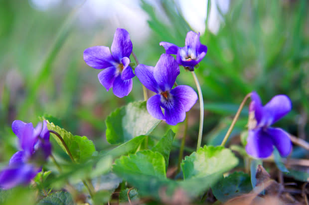 Violets, the Illinois state flower<p>iStock</p>