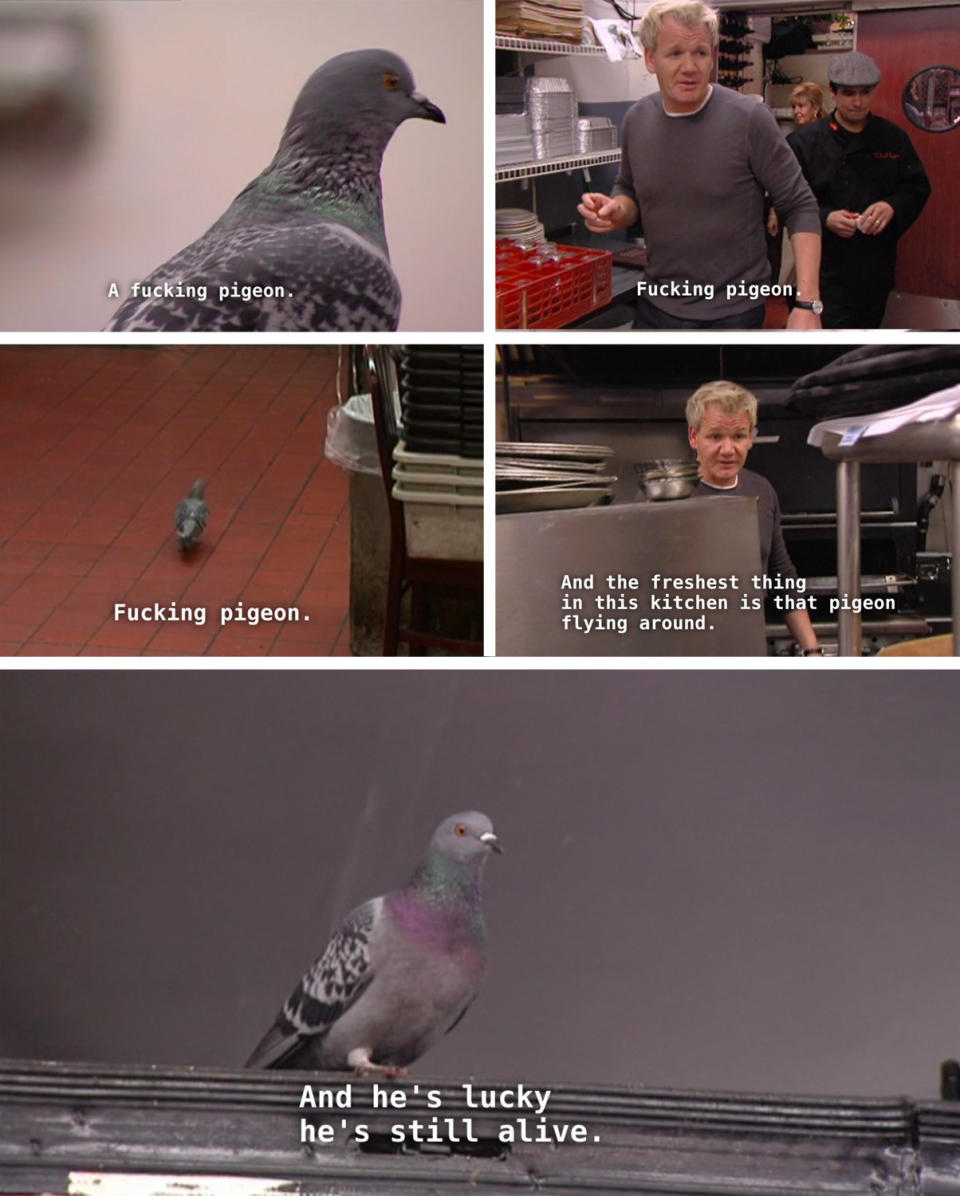 pigeon inside a kitchen and Gordon says it's the freshest thing in there