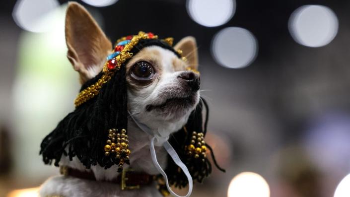 A chihuahua dressed in a pharaoh costume.