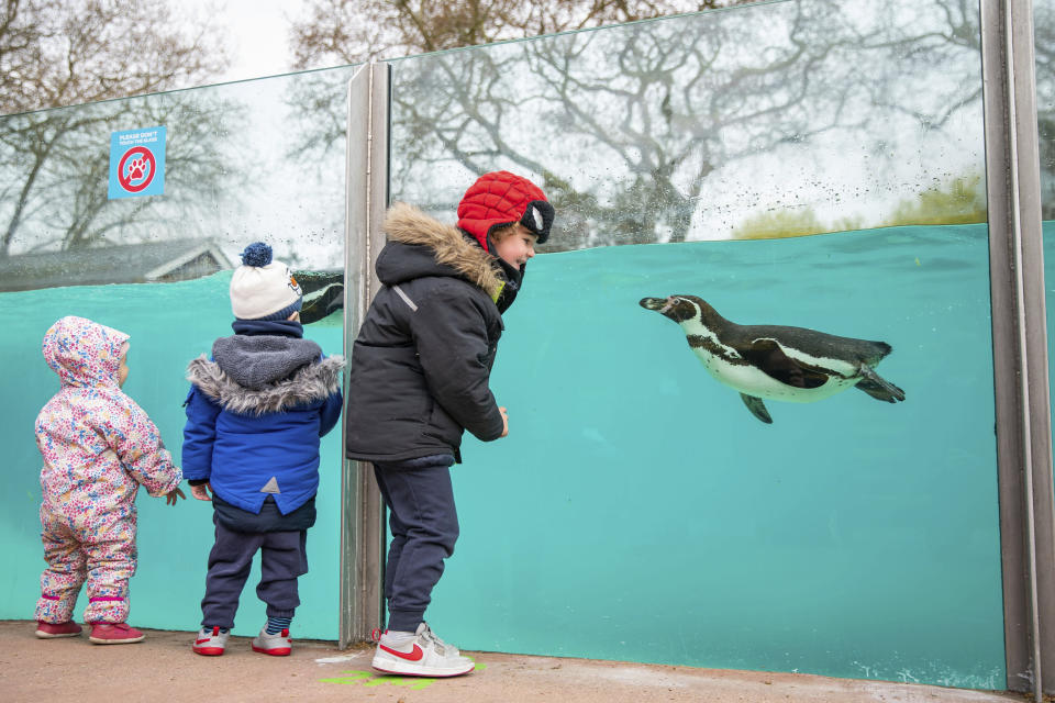 Children visit the penguins at London Zoo in Regent's Park, London, Monday April 12, 2021. Millions of people in England will get their first chance in months for haircuts, casual shopping and restaurant meals on Monday, as the government takes the next step on its lockdown-lifting road map. (Aaron Chown/PA via AP)