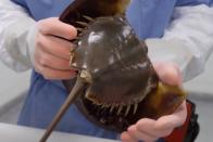 Technician holds a horseshoe crab at a Lonza biotech facility on Maryland's Eastern shore