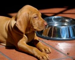 1820080621181956puppywithfoodbowl