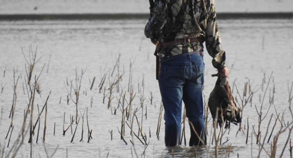 A shooter holding the bodies of waterbirds while standing in a lake.