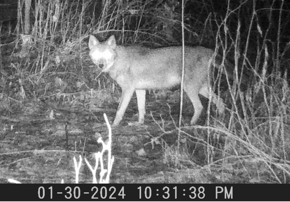 A coyote stops in front of a trail camera Jan. 30 in rural Somerset County. Hunters can pursue coyotes day or night throughout the year in Pennsylvania.