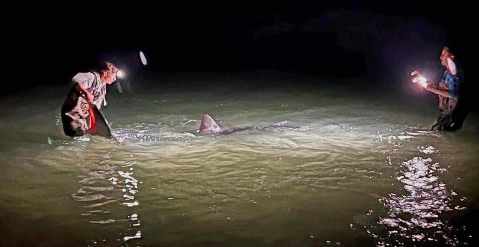 Los pescadores llevaron al tiburón de regreso al agua para asegurarse de que pudiera alejarse nadando de manera segura. Cortesía de Coastal Worldwide