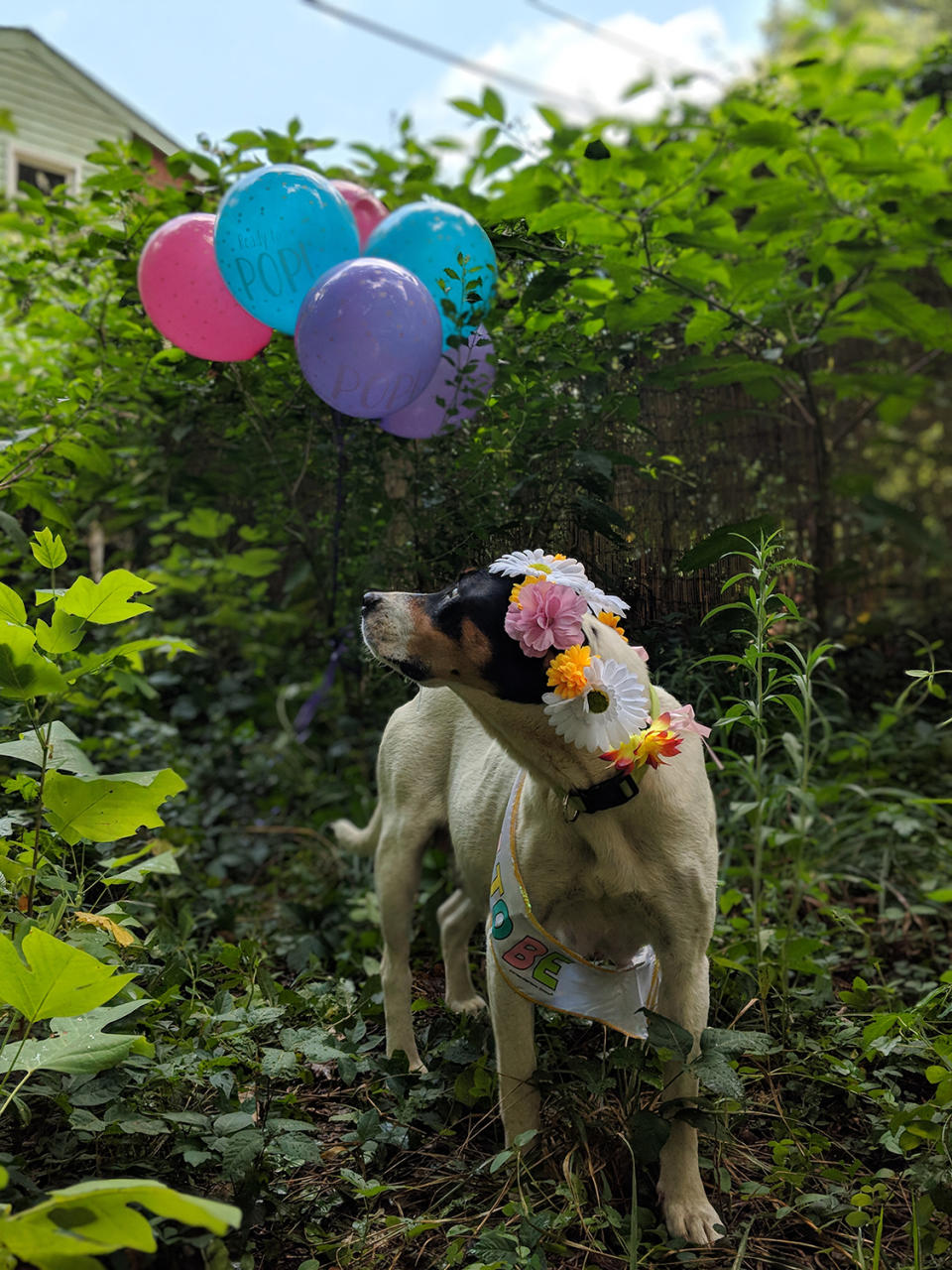 The maternity shoot is raising funds for the Greater Charlotte SPCA <em>(Photos via Sarah Freeman, Greater Charlotte SPCA)</em>