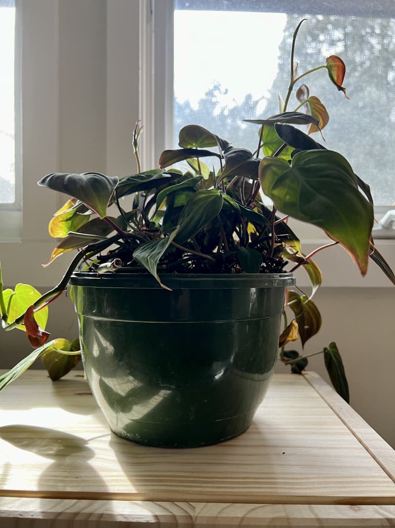 Micans plant in large green pot in front of window on table
