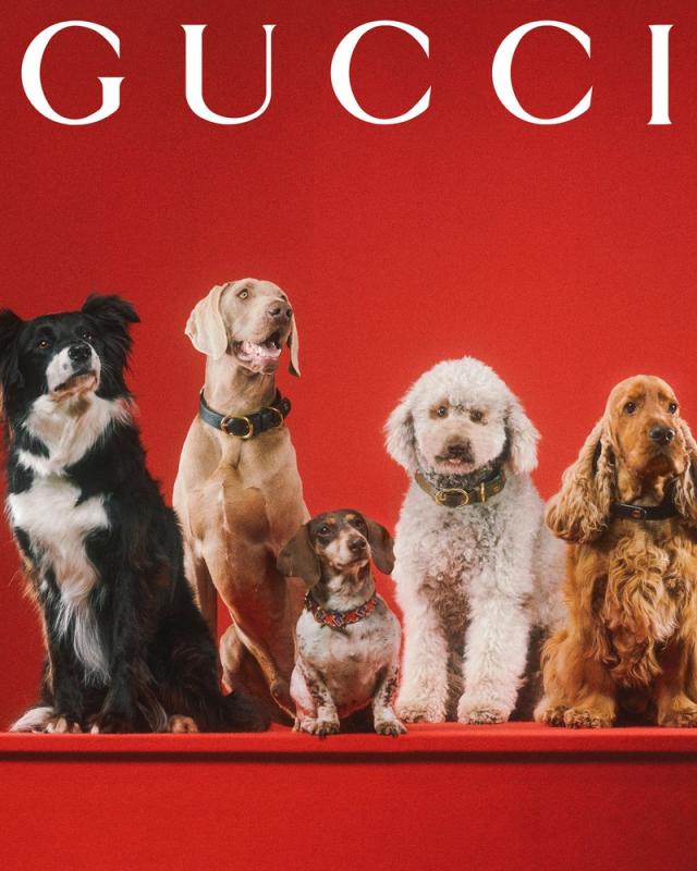 Gucci unveils their first ever Pet Collection - The Glass Magazine