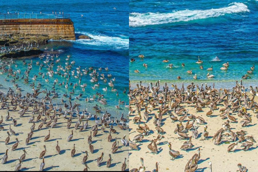 Sorprenden cientos de pelícanos que llegan a playa de San Diego