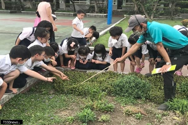 莒光國小學生在戶外觀察矮小原生植物。(記者王志誠攝)