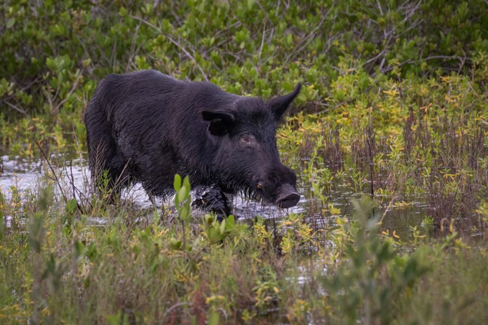 File photo. A wild boar tromping through a wetland in Florida.