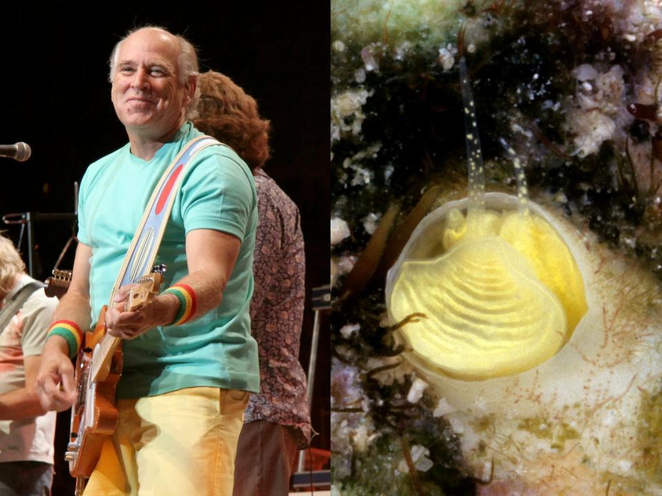 A side-by-side of Jimmy Buffett playing guitar on stage and the yellow Cayo margarita snail under the sea.